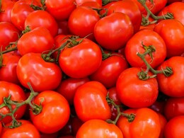 The Ultimate Tomato Guide: 7 Popular Types Of Tomatoes You Should Know About The Ultimate Tomato Guide: 7 Popular Types Of Tomatoes You Should Know About
