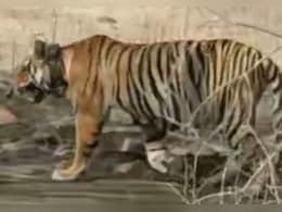 माधव टाइगर रिजर्व में पर्यटक के कैमरे में कैद हुआ बाघ तांडव, सफारी के लिए पर्यटकों की लगने लगी भीड़ माधव टाइगर रिजर्व में पर्यटक के कैमरे में कैद हुआ बाघ तांडव, सफारी के लिए पर्यटकों की लगने लगी भीड़
