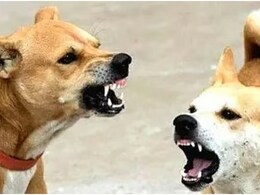 Rajasthan: भरतपुर में आवारा कुत्तों ने 8 लोगों को नोंचा, 1 बच्चा जयपुर रेफर; ICU में भर्ती