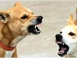 2 Elderly Women Suffer Facial Injuries In Stray Dog Attack In Kerala