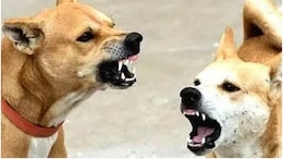 2 Elderly Women Suffer Facial Injuries In Stray Dog Attack In Kerala