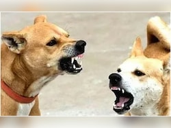 &quot;Reopened Wounds&quot;: 6-Year-Old Chhavi&#039;s Family On Top Court Verdict On Stray Dogs