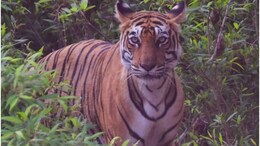 Explainer: रणथंभौर के 31 बाघों को अपने इलाके की तलाश, त्रिनेत्र गणेश मंदिर मार्ग पर अगले 3 महीने डर-डर के रखें कदम