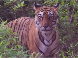 Explainer: रणथंभौर के 31 बाघों को अपने इलाके की तलाश, त्रिनेत्र गणेश मंदिर मार्ग पर अगले 3 महीने डर-डर के रखें कदम Explainer: रणथंभौर के 31 बाघों को अपने इलाके की तलाश, त्रिनेत्र गणेश मंदिर मार्ग पर अगले 3 महीने डर-डर के रखें कदम