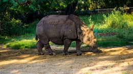 Why Kaziranga National Park In Assam Saw A Record Number Of Tourists This Year