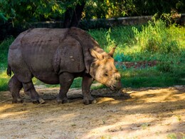 Why Kaziranga National Park In Assam Saw A Record Number Of Tourists This Year Why Kaziranga National Park In Assam Saw A Record Number Of Tourists This Year