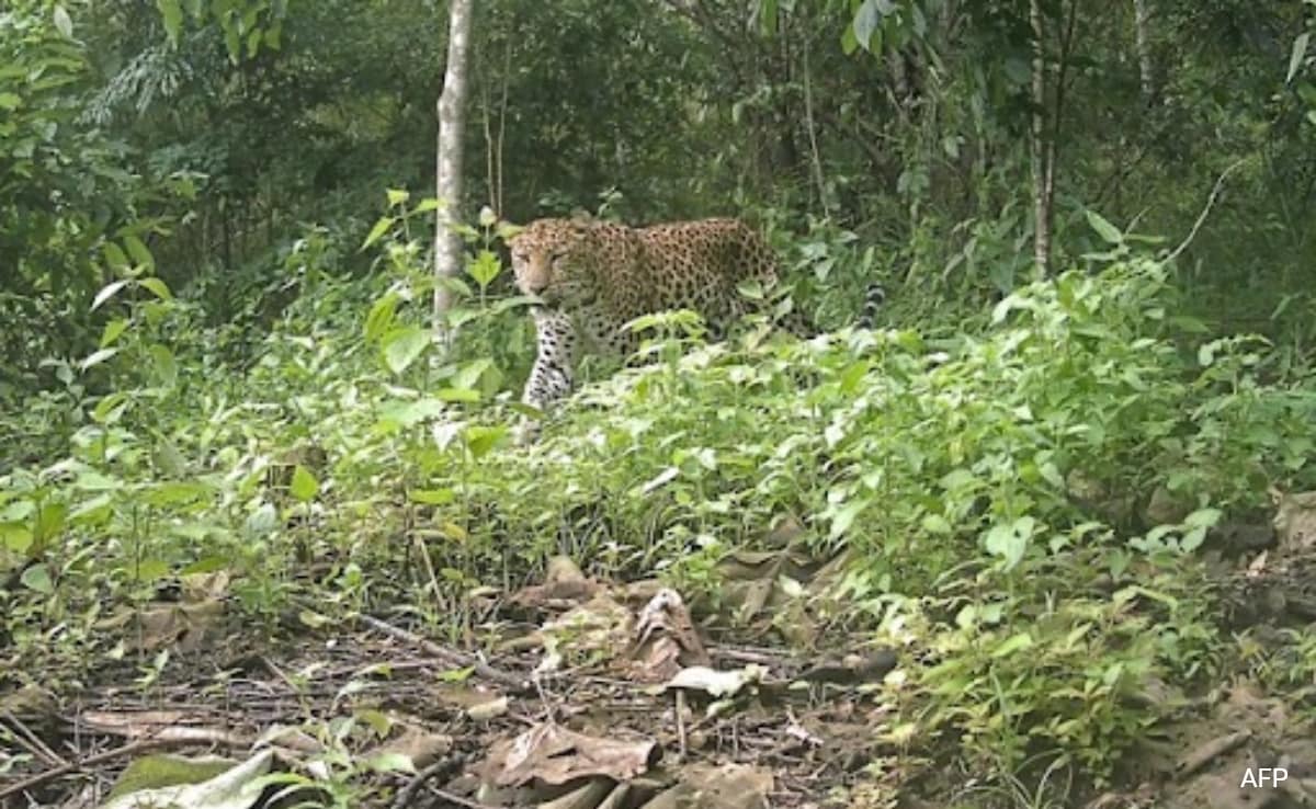 Photographs of a leopard snapped by camera traps in forests
