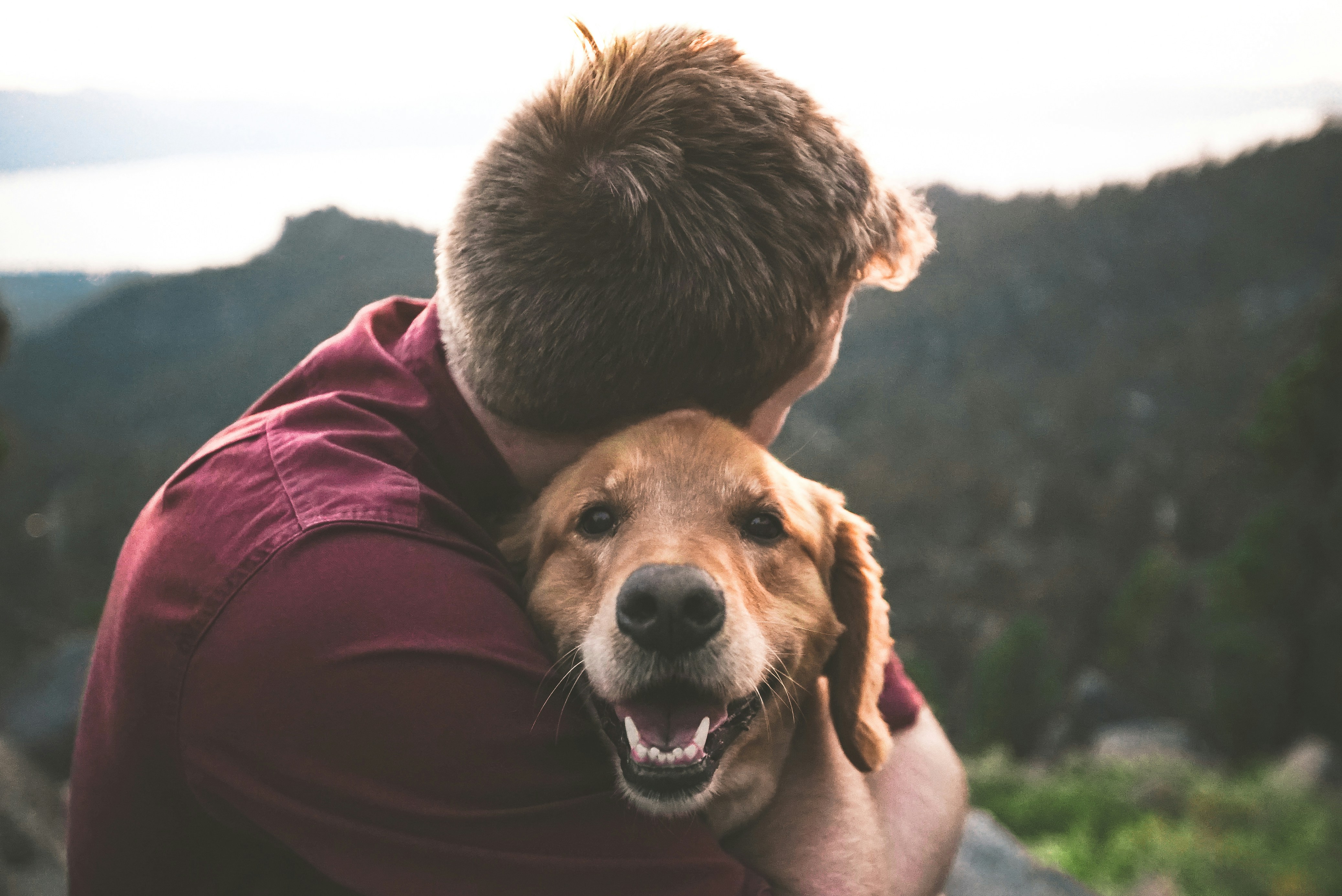 By combining love with responsibility, we can safely share our homes with pets