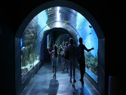 One Of India's Largest Tunnel-Style Aquariums To Open In Hyderabad Soon. See Details One Of India's Largest Tunnel-Style Aquariums To Open In Hyderabad Soon. See Details