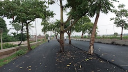 Rs 100 Crore Road Built In Bihar. Problem: Nobody Cut Trees In The Middle