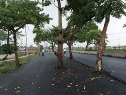 Rs 100 Crore Road Built In Bihar. Problem: Nobody Cut Trees In The Middle Rs 100 Crore Road Built In Bihar. Problem: Nobody Cut Trees In The Middle