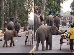 Video Shows Baby Elephant Grabbing Vegetable From Roadside Cart, Internet Calls It "Cuteness Tax" Video Shows Baby Elephant Grabbing Vegetable From Roadside Cart, Internet Calls It "Cuteness Tax"