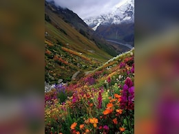 ट्रेकर्स के लिए खुली वैली ऑफ फ्लावर्स , 300 प्रकार के फूल, प्राकृतिक सुंदरता से धनी