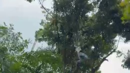 Video: Drunk Man Climbs Tree To Pluck Jackfruit In Bengaluru, Falls 50 Feet