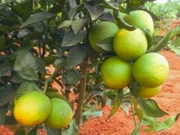 Agriculture News : मृगबहर धोक्यात, मोसंबीला अवकाळीचा तडाखा; उत्पादकांचं मोठं नुकसान