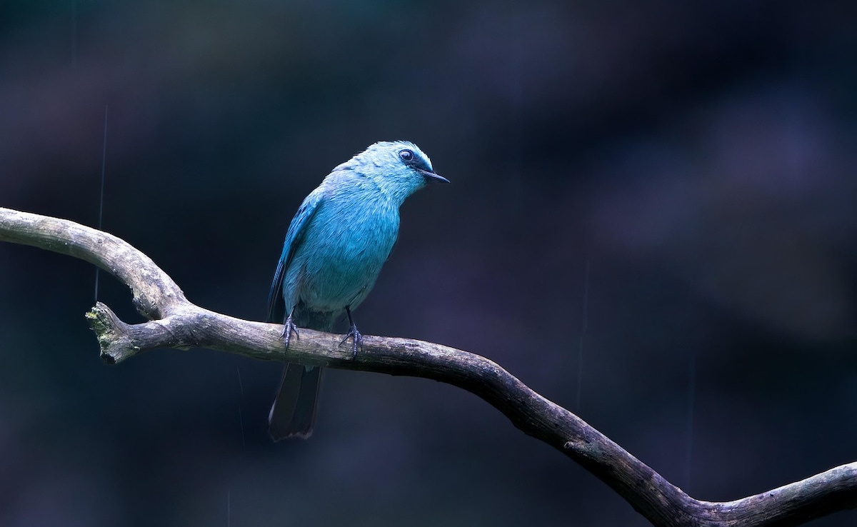 Nilgiri flycatcher. Photo: Pixabay Nilgiri flycatcher. Photo: Pixabay