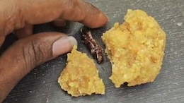 Man Says He Found Cockroach In Andhra Temple 'Laddoo', Official Denies Claim