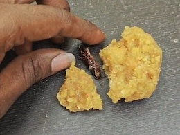 Man Says He Found Cockroach In Andhra Temple 'Laddoo', Official Denies Claim Man Says He Found Cockroach In Andhra Temple 'Laddoo', Official Denies Claim