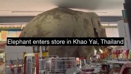 Watch: Elephant Goes On Snacking Spree Inside Thailand Store, Binges On Peanuts And Sweets
