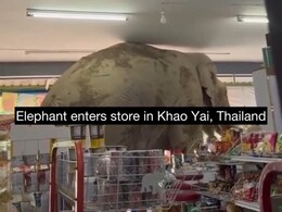 Watch: Elephant Goes On Snacking Spree Inside Thailand Store, Binges On Peanuts And Sweets
