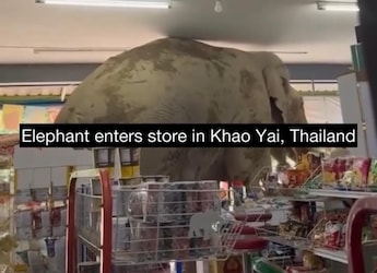 Watch: Elephant Goes On Snacking Spree Inside Thailand Store, Binges On Peanuts And Sweets Watch: Elephant Goes On Snacking Spree Inside Thailand Store, Binges On Peanuts And Sweets