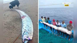 DOOMSDAY FISH: एका माशामुळे जगाचं टेन्शन वाढलं, जगाची वाटचाल अंताकडे सुरू? काय आहे प्रकार?