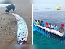 DOOMSDAY FISH: एका माशामुळे जगाचं टेन्शन वाढलं, जगाची वाटचाल अंताकडे सुरू? काय आहे प्रकार?