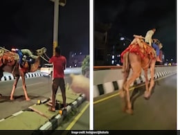 Video Of Drunk Man Riding Camel On Hyderabad Highway Goes Viral Video Of Drunk Man Riding Camel On Hyderabad Highway Goes Viral