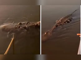 मछुआरों के सामने मरने की एक्टिंग कर रहा था मगरमच्छ, अगले ही पल उनके साथ जो हुआ उसे देख निकल जाएंगी चीखें मछुआरों के सामने मरने की एक्टिंग कर रहा था मगरमच्छ, अगले ही पल उनके साथ जो हुआ उसे देख निकल जाएंगी चीखें