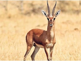 Rajasthan: कट्टे में पैक मिला चिंकारा, वन्य जीव प्रेमियों ने पुलिस से कहा- '3 दिन बाद सड़कें जाम कर देंगे'