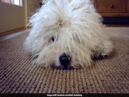 "Enjoy Heaven, Little Guy": Mark Zuckerberg's Pet Dog 'Beast' Dies "Enjoy Heaven, Little Guy": Mark Zuckerberg's Pet Dog 'Beast' Dies
