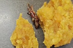 Man Says He Found Cockroach In Andhra Pradesh Temple 'Laddoo', Official Denies Claim Man Says He Found Cockroach In Andhra Pradesh Temple 'Laddoo', Official Denies Claim