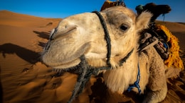 Why A Night At Rajasthan's Thar Desert Hits Different