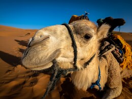 Why A Night At Rajasthan's Thar Desert Hits Different
