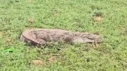 Rajasthan: बूंदी में गांव में घुसने लगे मगरमच्छ, ग्रामीणों की मुसीबत बढ़ी, एक्सपर्ट्स ने बताई ये वजह