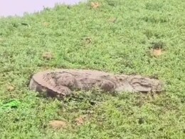 Rajasthan: बूंदी में गांव में घुसने लगे मगरमच्छ, ग्रामीणों की मुसीबत बढ़ी, एक्सपर्ट्स ने बताई ये वजह Rajasthan: बूंदी में गांव में घुसने लगे मगरमच्छ, ग्रामीणों की मुसीबत बढ़ी, एक्सपर्ट्स ने बताई ये वजह