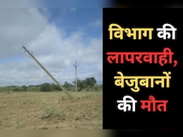 Cow Death: बिजली विभाग की बड़ी लापरवाही उजागर, पांच गोवंशों की मौत, जानें - पूरा मामला