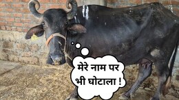 'चारा घोटाला' तो सुना होगा अब जानिए MP का 'भैंस घोटाला' ! आदिवासियों का हक ऐसे मार रहे हैं रसूखदार