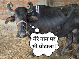 'चारा घोटाला' तो सुना होगा अब जानिए MP का 'भैंस घोटाला' ! आदिवासियों का हक ऐसे मार रहे हैं रसूखदार 'चारा घोटाला' तो सुना होगा अब जानिए MP का 'भैंस घोटाला' ! आदिवासियों का हक ऐसे मार रहे हैं रसूखदार