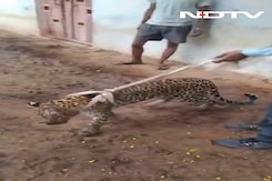 Video: Sick Leopard Paraded On Leash In Rajasthan, Villagers Take Selfies Video: Sick Leopard Paraded On Leash In Rajasthan, Villagers Take Selfies
