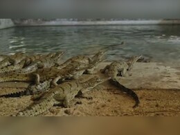 Rajasthan: नन्हे घड़ियालों से चहक उठी चंबल, अंडों से निकल रहे शिशु घड़ियाल Rajasthan: नन्हे घड़ियालों से चहक उठी चंबल, अंडों से निकल रहे शिशु घड़ियाल