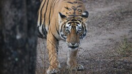 Rajasthan: रणथंभौर से शिफ्ट किया गया बाघिन T-84 एरोहेड का नर शावक, अब बफर जोन होगा नया ठिकाना
