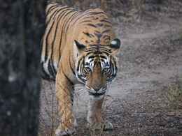 Rajasthan: रणथंभौर से शिफ्ट किया गया बाघिन T-84 एरोहेड का नर शावक, अब बफर जोन होगा नया ठिकाना Rajasthan: रणथंभौर से शिफ्ट किया गया बाघिन T-84 एरोहेड का नर शावक, अब बफर जोन होगा नया ठिकाना