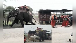 जब हाथी और घोड़े में हुई लड़ाई, डर के मारे आगे-आगे भागता दिखा हाथी; देखें VIDEO