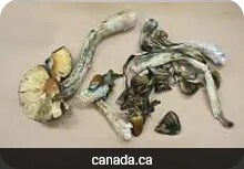 Psilocybin Study Shows Promise for Depression Relief in Cancer Patients