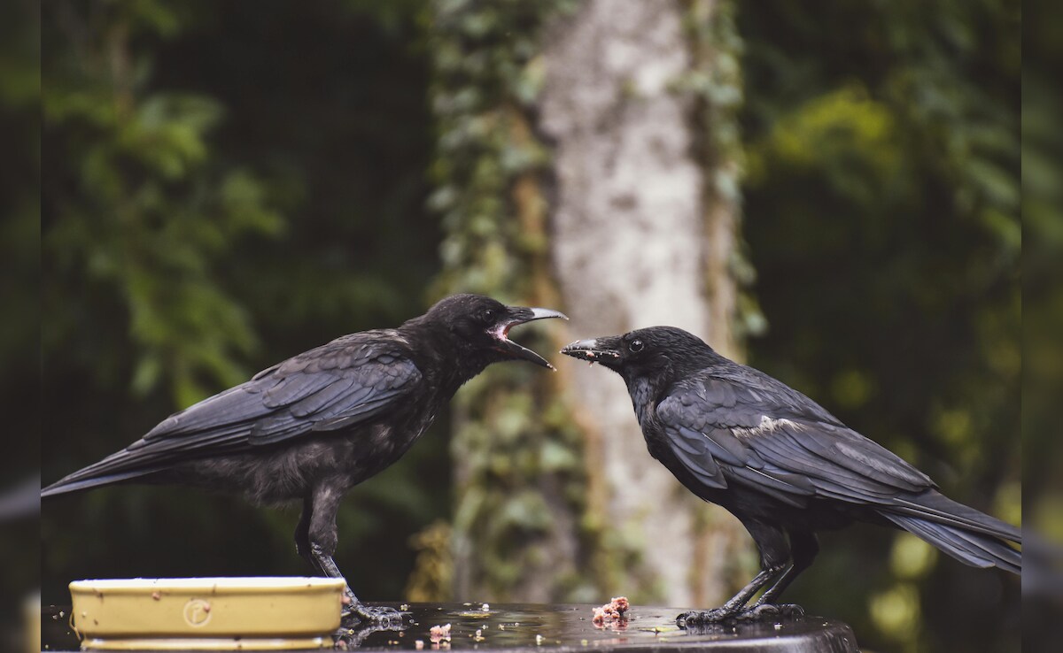 Latest and Breaking News on NDTV Latest and Breaking News on NDTV