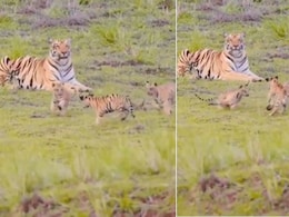 जंगल में बाघिन के सामने मस्ती करते दिखे शावक, उन्हें प्यार से निहारती रही मां, दुर्लभ नज़ारा देख मंत्रमुग्ध हो रहे लोग जंगल में बाघिन के सामने मस्ती करते दिखे शावक, उन्हें प्यार से निहारती रही मां, दुर्लभ नज़ारा देख मंत्रमुग्ध हो रहे लोग