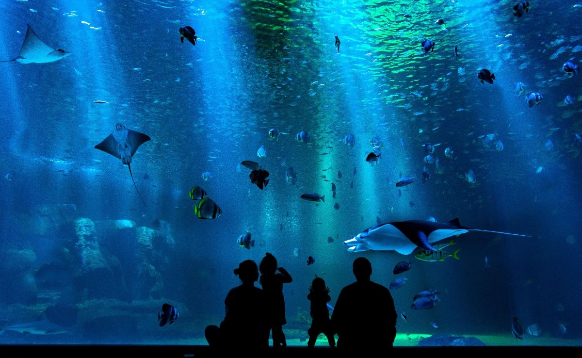 Photo: Courtesy of uShaka Sea World Photo: Courtesy of uShaka Sea World