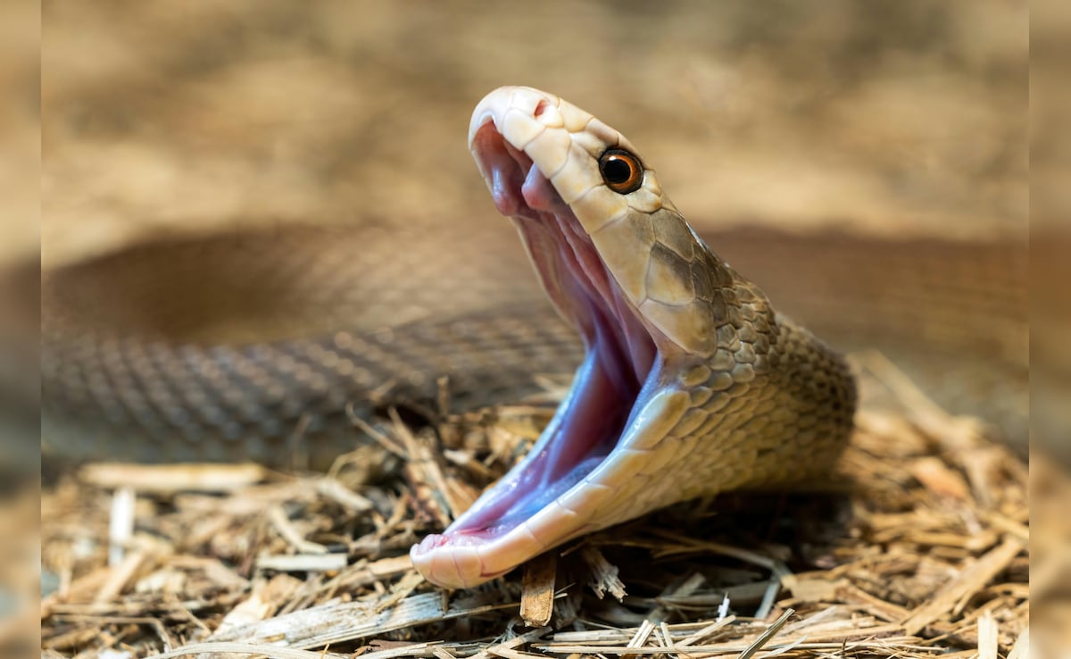 Latest and Breaking News on NDTV Latest and Breaking News on NDTV