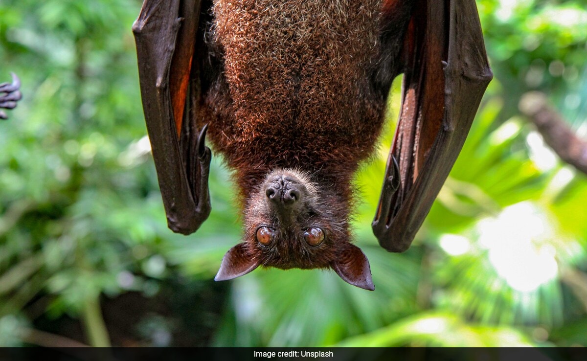 Учените са открили 20 нови вируса на прилеп в Китай